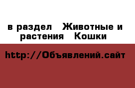  в раздел : Животные и растения » Кошки 